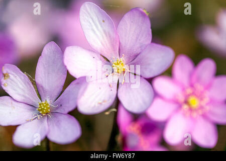 Rosa Hepatica nobilis, Kidneywort, Liverleaf o Liverwort hepatica close up fiore Foto Stock