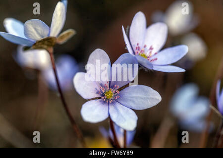 Hepatica nobilis, Kidneywort, Liverleaf o Liverwort fioritura in primavera Foto Stock