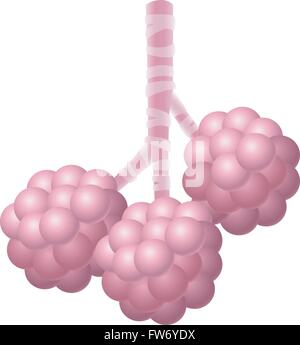 Illustrazione di alveoli umano isolato su sfondo bianco Illustrazione Vettoriale