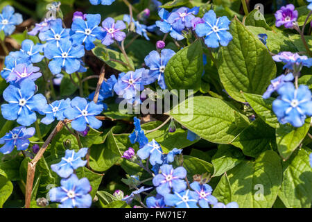 Blue eyed Maria, Omphalodes verna, Ombelico di Venere Foto Stock
