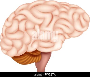 Cervello umano anatomia Illustrazione Vettoriale