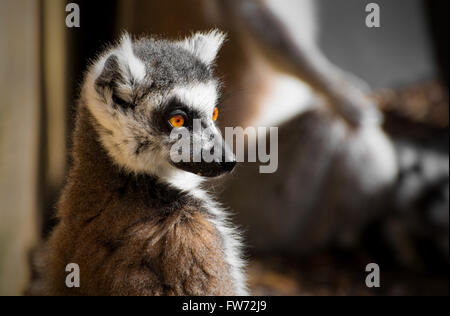 In via di estinzione anello-tailed Lemur, con un bokeh sfondo. Lemur catta Foto Stock