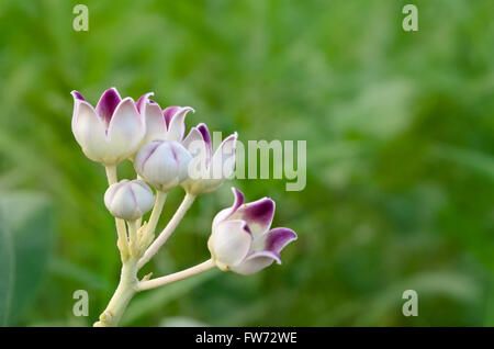 Calotropis procera fiori Foto Stock