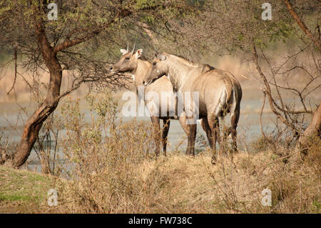 Il nilgai o il bull blu (boselaphus tragocamelus), INDIA Foto Stock