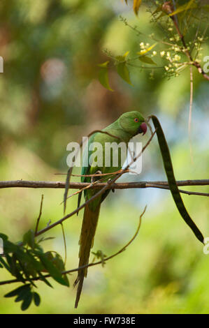 Parrocchetto verde o parrot, India Foto Stock