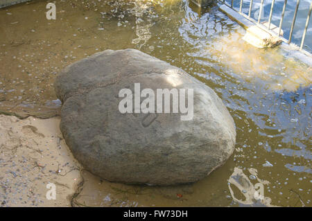 Plymouth Rock Foto Stock