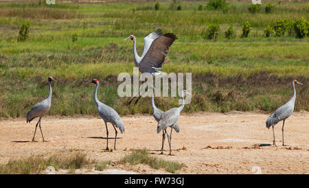 Australia, Queensland, Golfo di Carpentaria, Karumba/Normanton area, dancing Brolga, Grus rubicunda Foto Stock