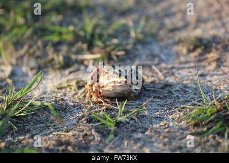 Rana verde (Pelophylax esculentus) seduto a terra nella luce del sole serale. Foto Stock