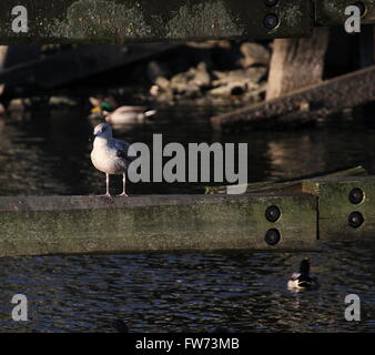 Il novellame di aringa europea gabbiano (Larus argentatus) seduto sulla trave di legno in una regione costiera. Foto Stock