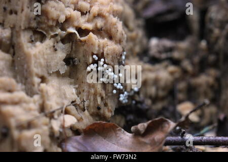 Corpi di frutta di limo specie di stampo (Trichia varia). Foto Stock