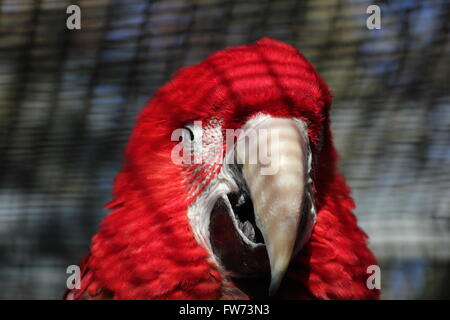 Ritratto di scarlet macaw (Ara macao) con parti della voliera visibile negli sfondi e ombre. Foto Stock