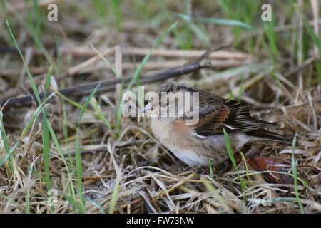 Femmina (brambling Fringilla montifringilla) tra erba e paglia. Foto Stock