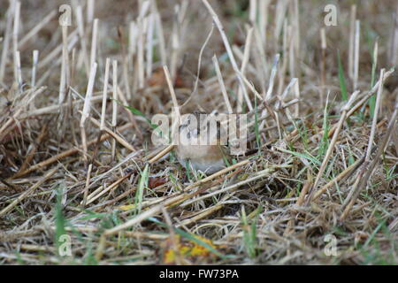 Femmina (brambling Fringilla montifringilla) tra erba e paglia. Foto Stock