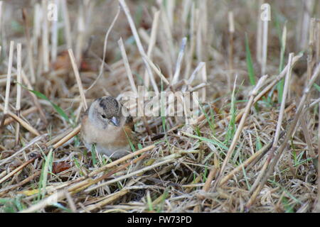 Femmina (brambling Fringilla montifringilla) tra erba e paglia. Foto Stock