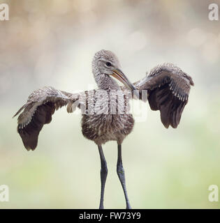 Giovani Limpkin in Florida zone umide Foto Stock