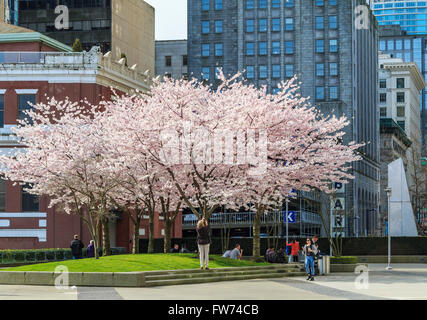 Le persone che si godono la fioritura dei ciliegi nel centro cittadino di Vancouver Foto Stock