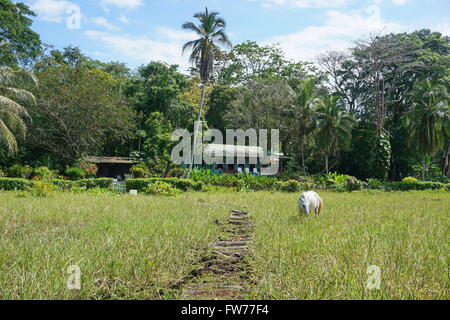 Un cavallo in un pascolo con una tipica casa in background, Puerto Viejo de Talamanca, Costa Rica, America Centrale Foto Stock