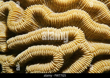 La vita marina, close up di boulder brain coral creste, Colpophyllia natans e il mare dei Caraibi Foto Stock