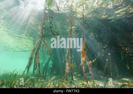 La luce del sole sott'acqua attraverso la superficie di acqua e radici di mangrovia, Mar dei Caraibi Foto Stock