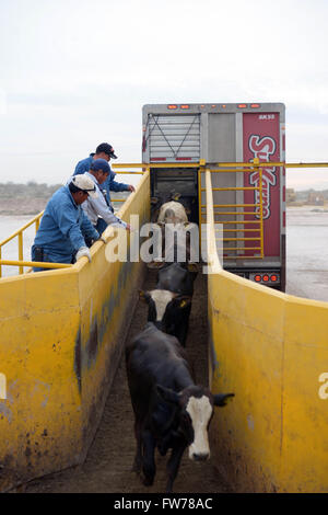 Bovini da carne corrono verso uno scivolo al SuKarne Lucero agropark riunisce processore Marzo 30, 2016 a Durango, Messico. Foto Stock