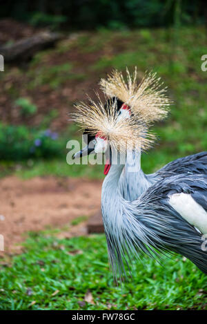 Grey Crowned Crane, Balearica regulorum, Bird Park, di Foz do Iguacu, Brasile Foto Stock