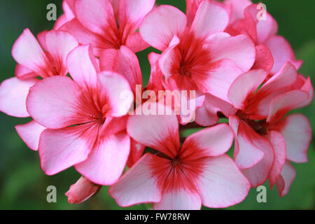 Un fiore di geranio close up Foto Stock