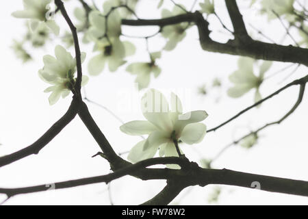 Giada bianca sullo sfondo delle orchidee Foto Stock