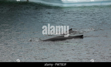 Humpback balene nelle acque di Paradise Bay, Penisola Antartica, Antartide. Foto Stock