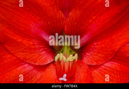 Fantastica rosso Hippeastrum flower Foto Stock