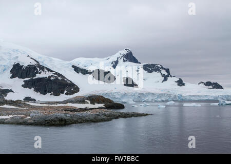 Un pinguino Gentoo rookery su de Cuverville Island, l'Antartide. Foto Stock