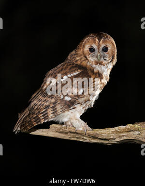 Wild Allocco (Strix aluco) appollaiato sul ramo avente appena mangiato un mouse con coda ancora appena visibile Foto Stock