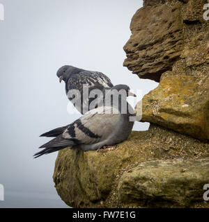 Due Colombe di roccia (Columba livia) appollaiarsi su uno sperone roccioso sopra l'oceano Foto Stock