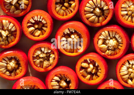 Frutta rossa rosa (Rosa canina) come sfondo Foto Stock