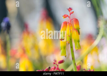 Lachenalia aloides quadricolor var. Quattro colorati fiori di opale. South African flower related per la fioritura di giacinto Foto Stock