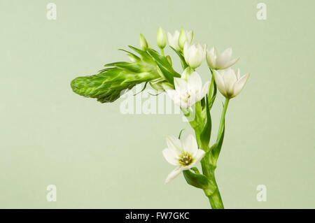 Chinkerichee (Ornithogalum thyrsoides) fiori, close up shot Foto Stock