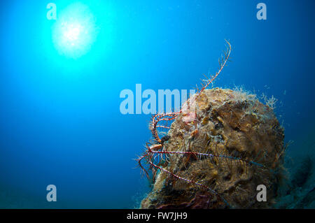 Conchiglia gigante immerso nella sabbia sotto il mare Foto Stock