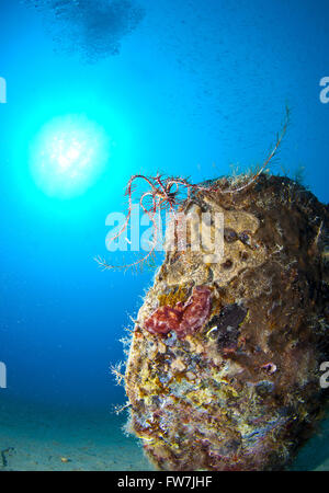 Conchiglia gigante immerso nella sabbia sotto il mare Foto Stock