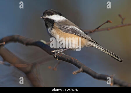 Carolina Luisa (Poecile carolinensis) seduto sul ramo di albero, Amherst Isola, Canada Foto Stock