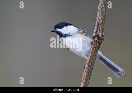 Carolina Luisa (Poecile carolinensis) seduto sul ramo di albero, Amherst Isola, Canada Foto Stock