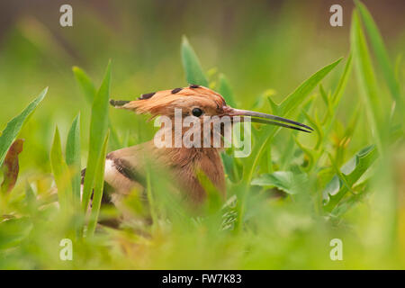 Eurasian Upupa (Upupa epops) in erba, Pechino, Cina Foto Stock