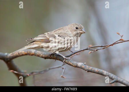 House Finch (Haemorhous mexicanus) femmina seduto sul ramo di albero, Amherst Isola, Canada Foto Stock