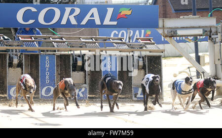 Marzo 30, 2016 - Coral Romford Greyhound Stadium Racing Foto Stock