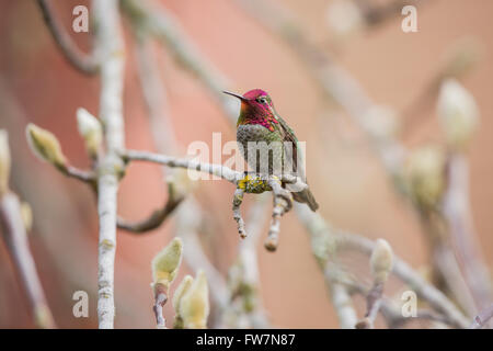 Maschio di Anna (hummingbird Calypte anna) appollaiato su un ramo di un albero dei tulipani. Foto Stock