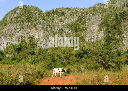 Mucca pascolo a Valle di Vinales su Cuba Foto Stock