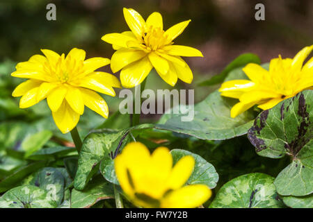 Ficaria verna "tartaruga", Lesser celandine Foto Stock