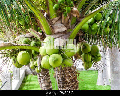 Palma da cocco albero nel giardino Foto Stock