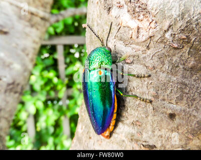 Buprestidae è una famiglia di coleotteri noto come gioiello coleotteri o metallizzate legno-noioso coleotteri a causa della loro lucida col iridescente Foto Stock