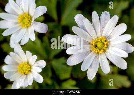 Anemone blanda " splendore bianco' Foto Stock