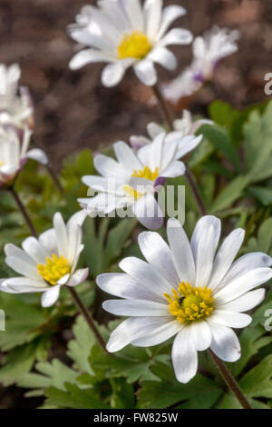 Anemone blanda " splendore bianco' Foto Stock