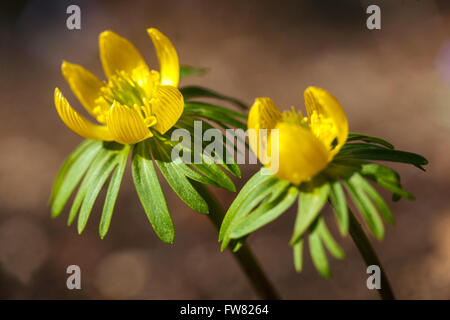 Eranthis hyemalis, Aconitum invernale Foto Stock